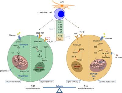 The Alterations in and the Role of the Th17/Treg Balance in Metabolic Diseases